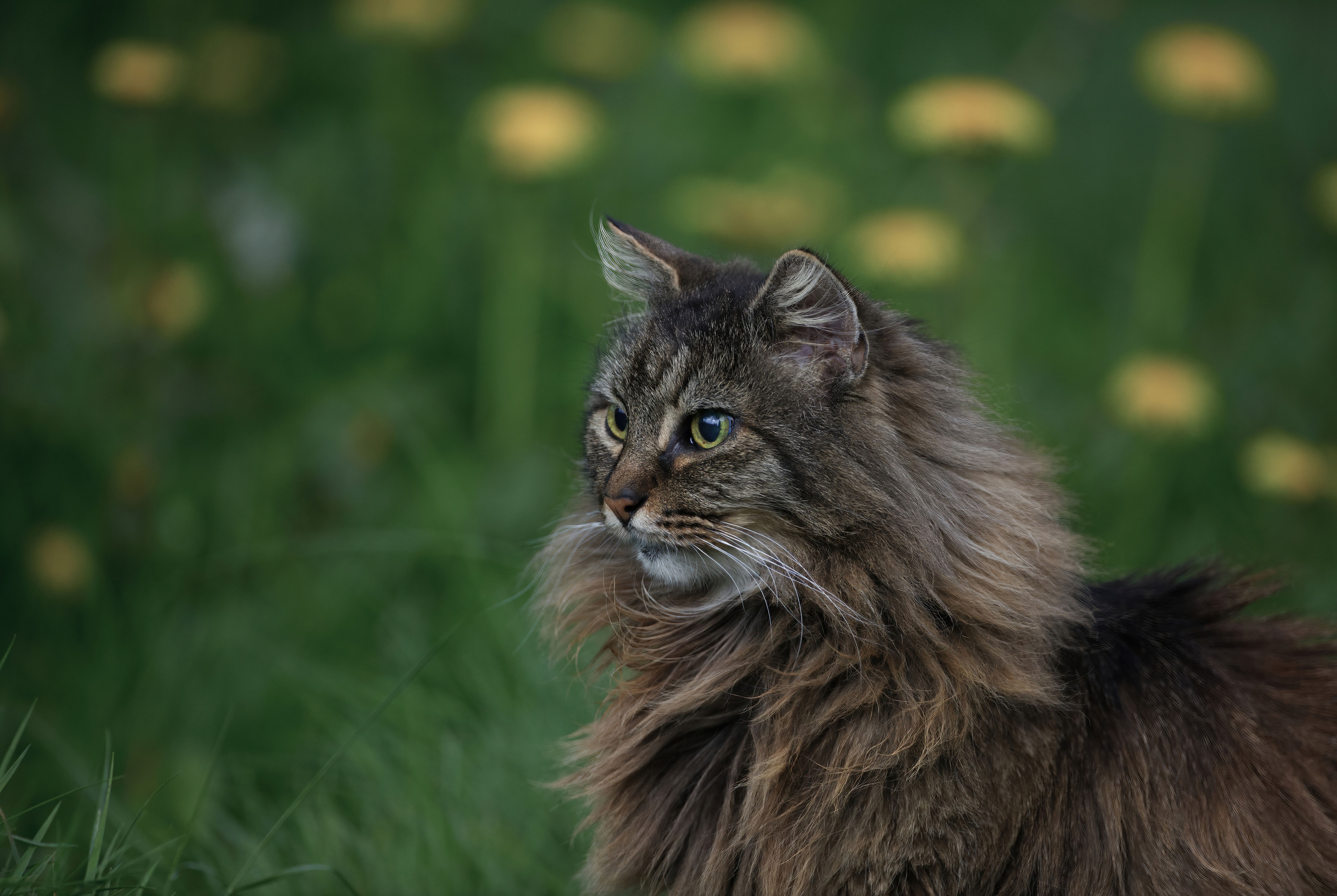 determines cat s fur