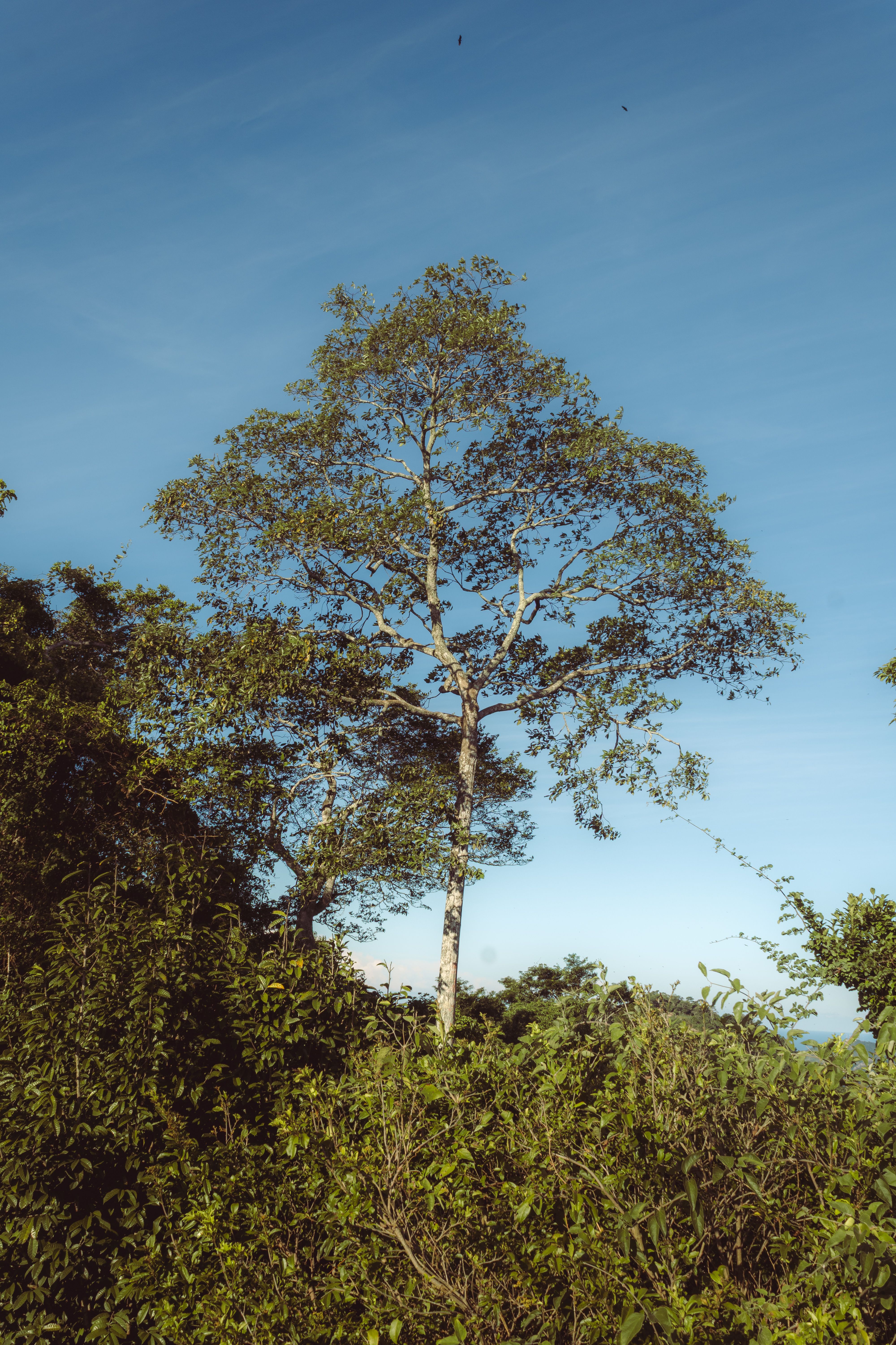 Tall Tree in Lush Forest Under Clear Sky · Free Stock Photo