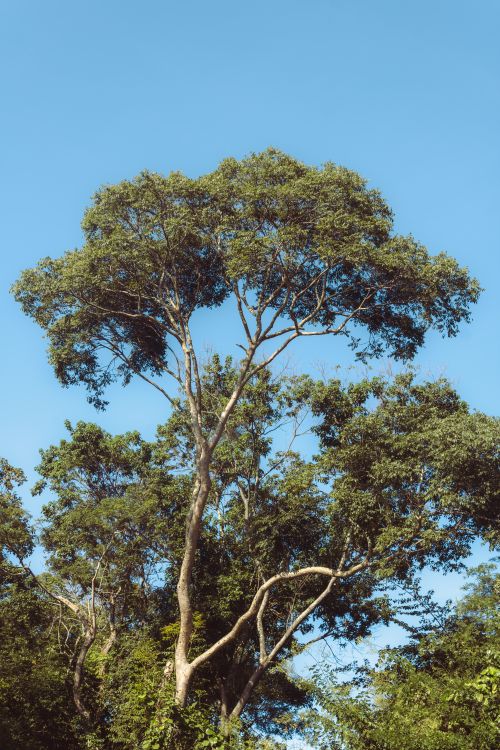 Free A large tree with lush green foliage set against a clear blue sky, symbolizing nature and tranquility. Stock Photo