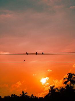 Silhouettes of birds on power lines against a vibrant sunset sky in KL, India.
