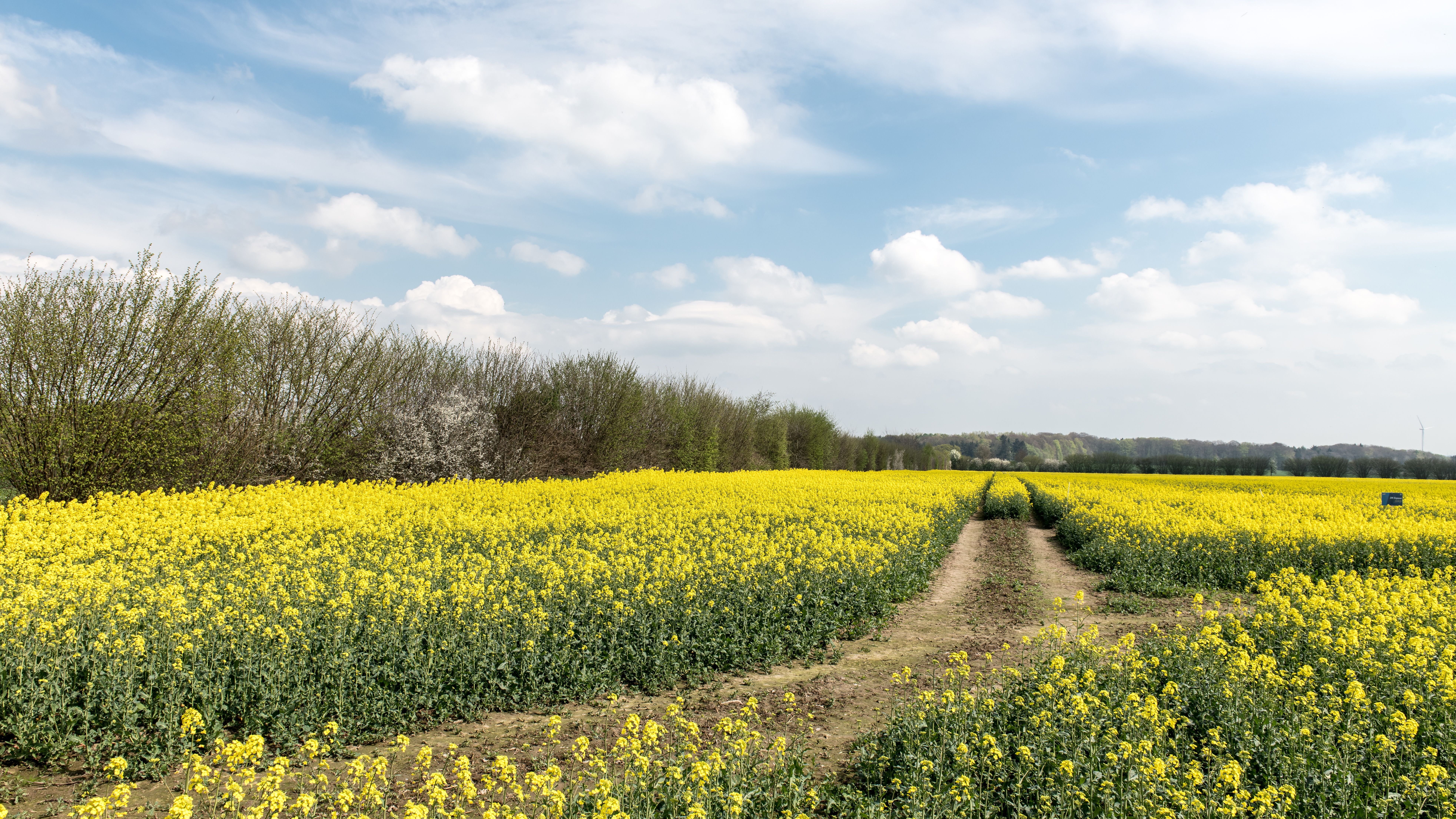 Beautiful canola fields in full bloom under clear blue skies in Büchen, Germany.