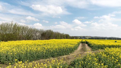 Free Beautiful canola fields in full bloom under clear blue skies in Büchen, Germany. Stock Photo