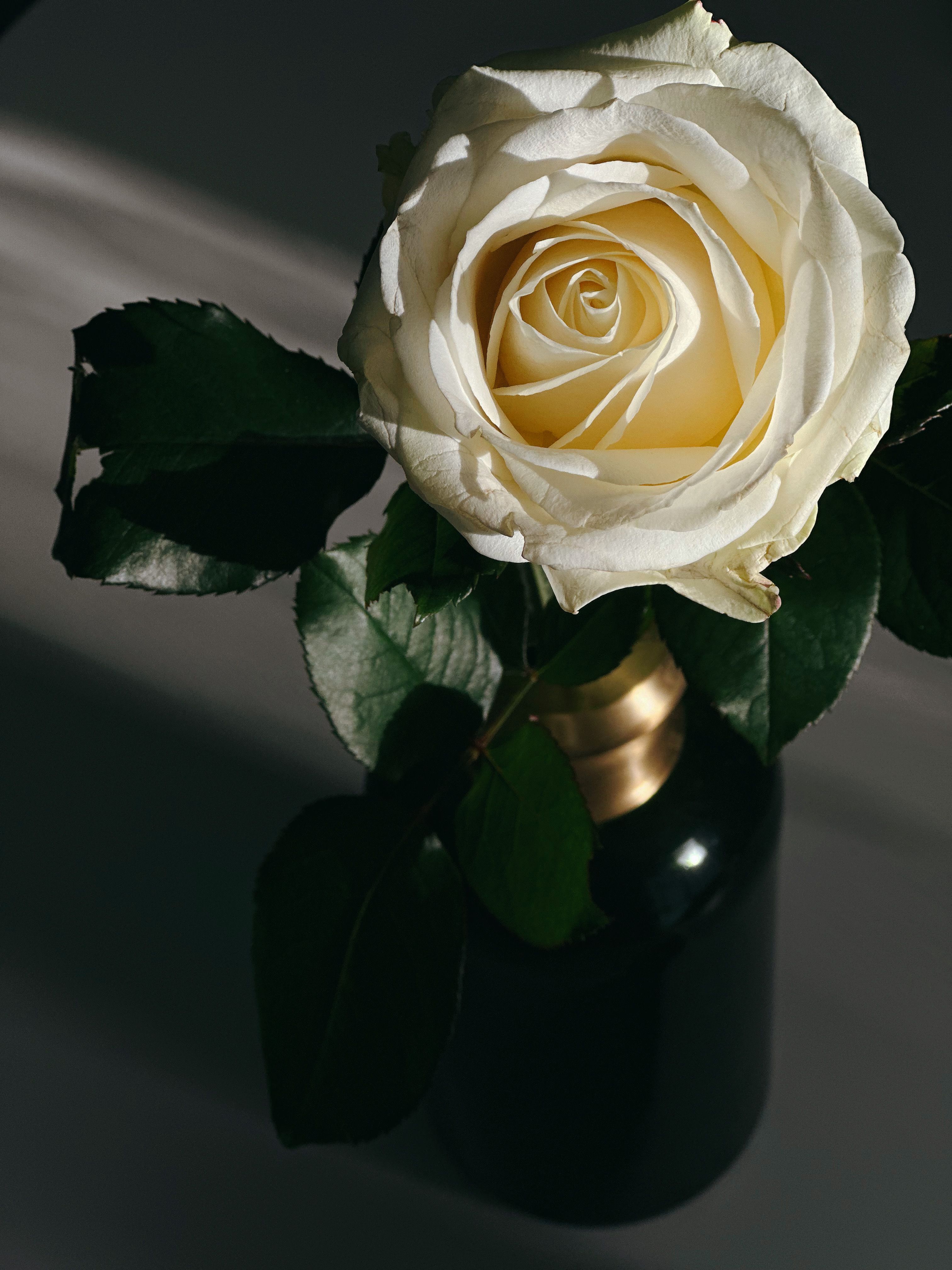 Elegant White Rose in Vase with Dramatic Lighting · Free Stock Photo