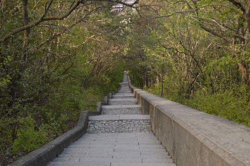 Free A tranquil stone stairway leading through a lush green forest, offering a peaceful escape into nature. Stock Photo