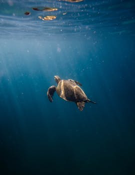 A sea turtle gracefully swims through the deep blue waters off the coast of Hawaii.