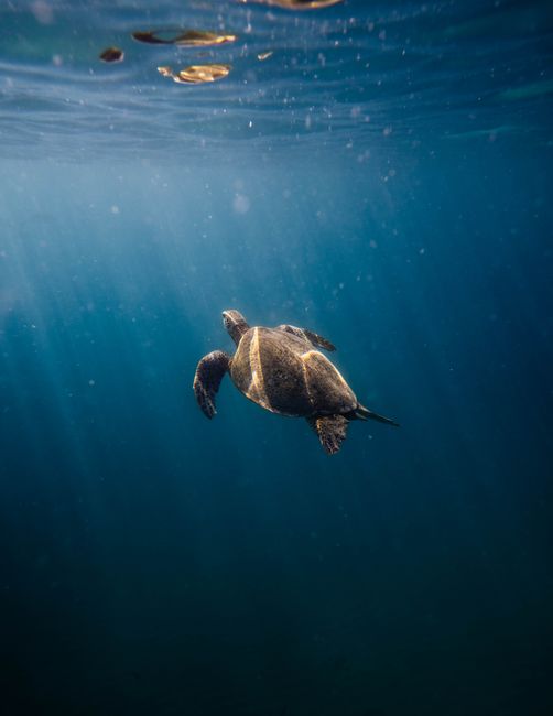 A sea turtle gracefully swims through the deep blue waters off the coast of Hawaii.
