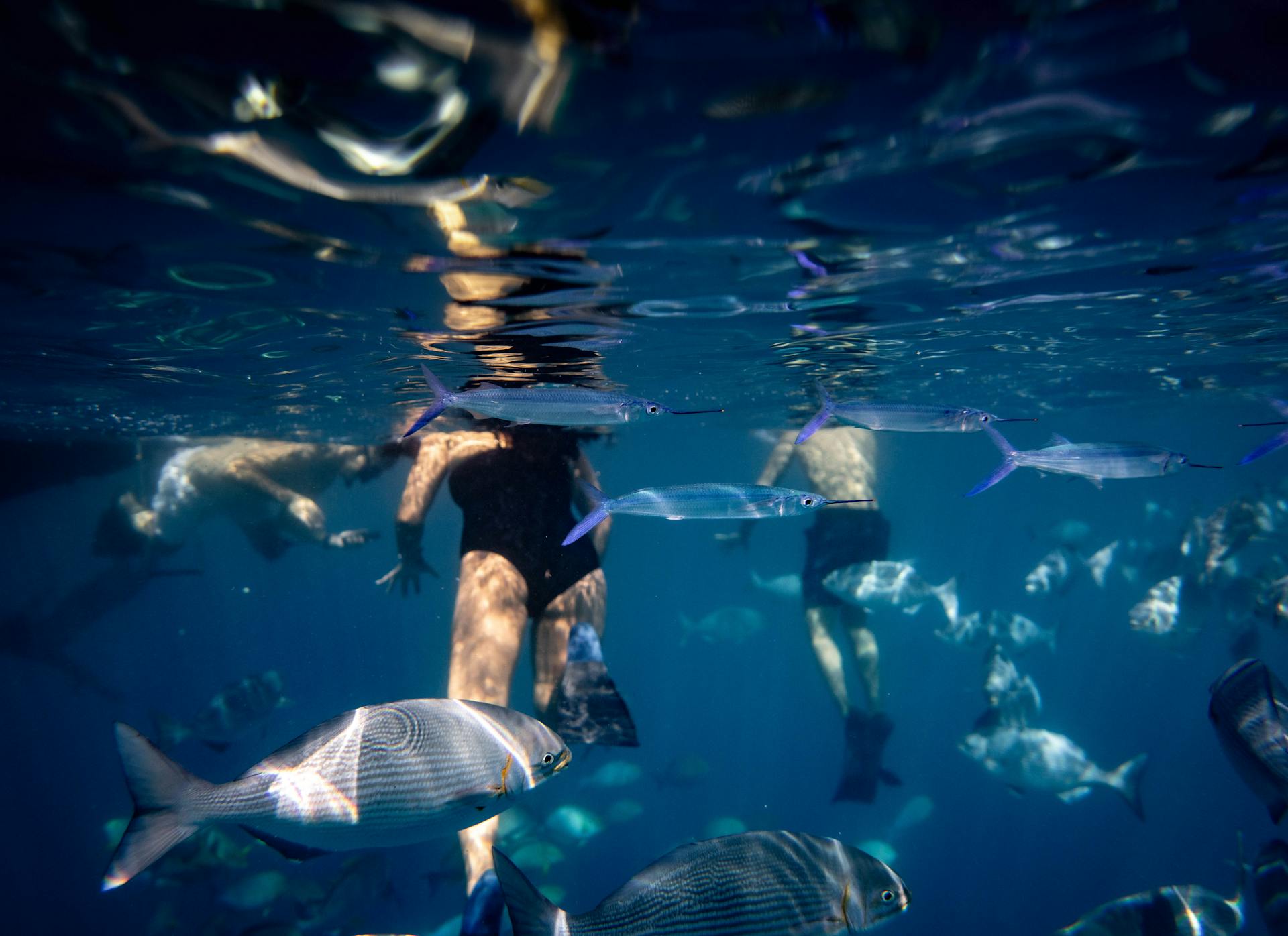 Snorkelers explore vibrant marine life in clear Hawaiian waters, surrounded by diverse fish species.
