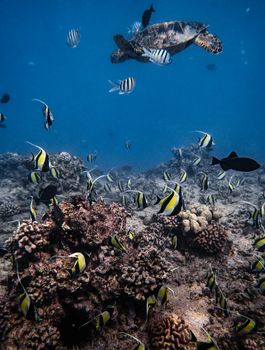 Colorful tropical fish and sea turtle swimming in a vibrant coral reef in Hawaii's clear waters.