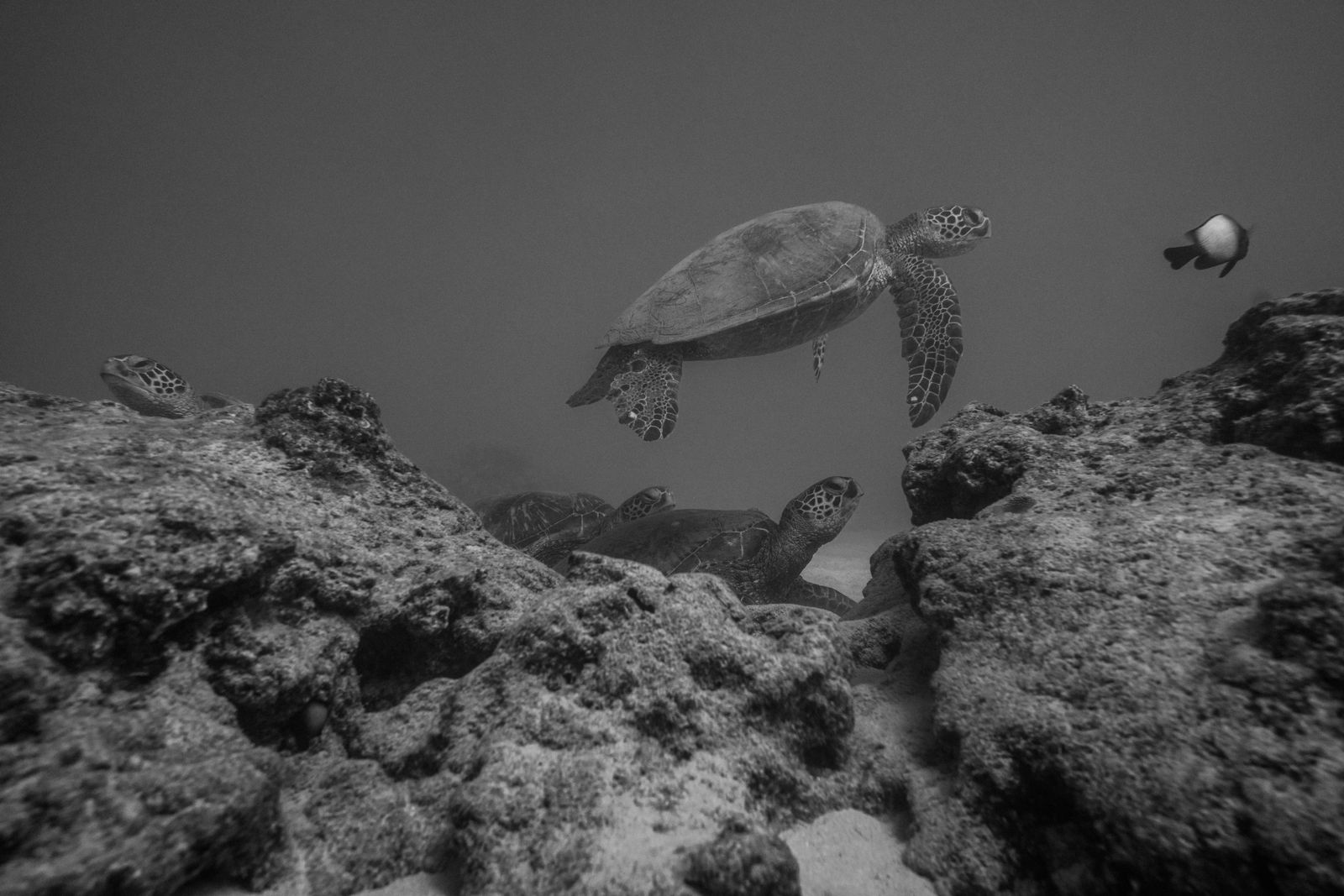 A green sea turtle drifting past a mask and snorkel off Maui's coast.