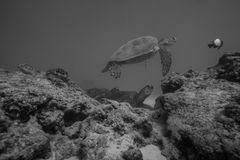 Menjangan Island Wall