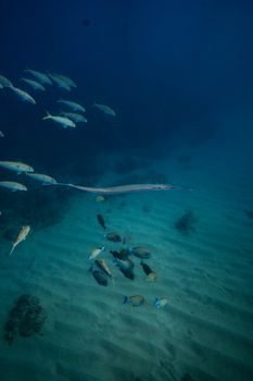 Vibrant underwater scene of a fish school swimming over sandy ocean floor in Hawaii.