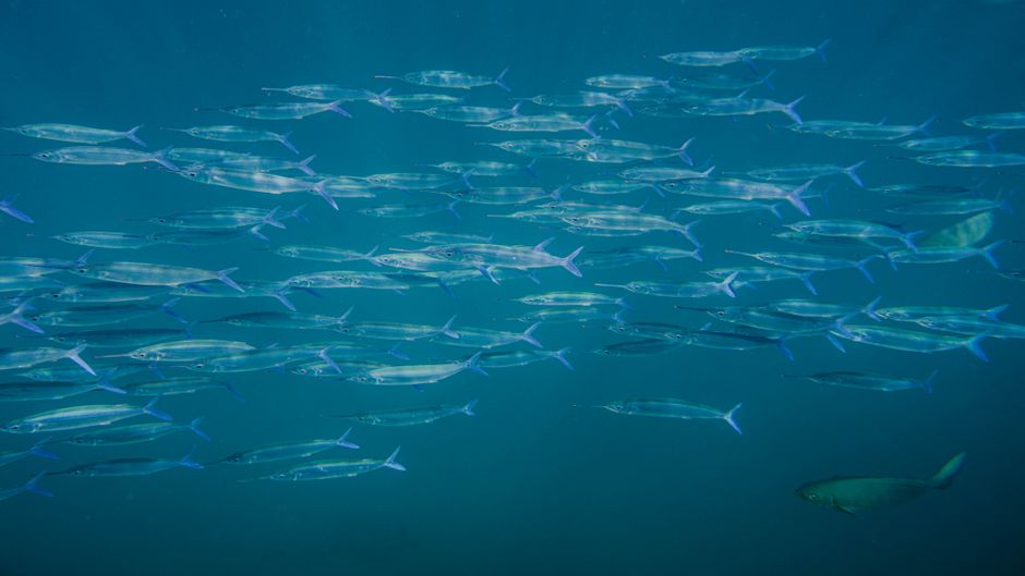 dive schools brisbane