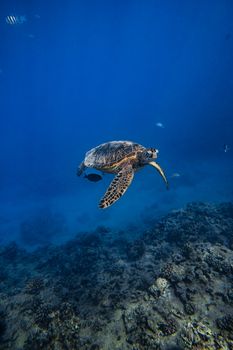 A majestic sea turtle gliding through the clear waters over coral reefs in Hawaii's ocean.