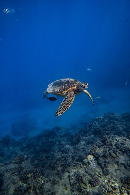 <b>Diving Deep: Nha Trang's Underwater Wonders</b> <b>Diving Deep: Nha Trang's Underwater Wonders</b>