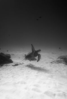 Black and white photo of a sea turtle swimming in clear Hawaiian waters. Captures underwater elegance.