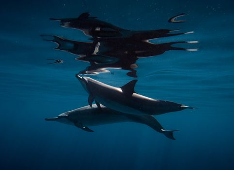 dolphin photo