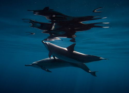 Shaab Sataya (Dolphin Reef)