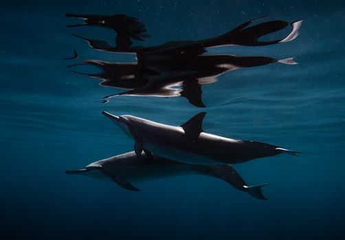 Photo by Daniel Torobekov A pair of spinner dolphins swimming underwater off the coast of Hawaii.