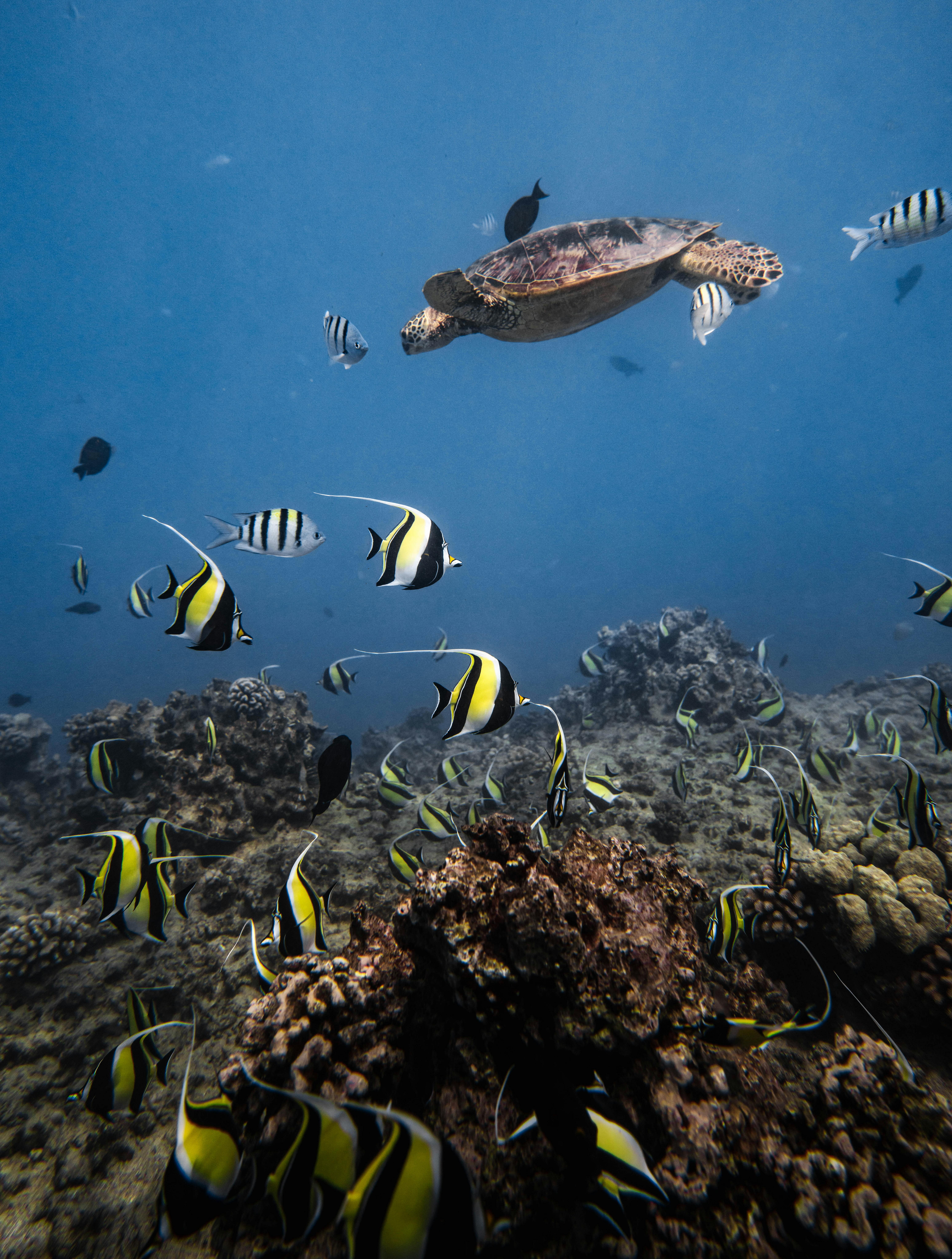 Vibrant underwater scene showcasing a sea turtle and tropical fish swimming over a coral reef in Hawaii.