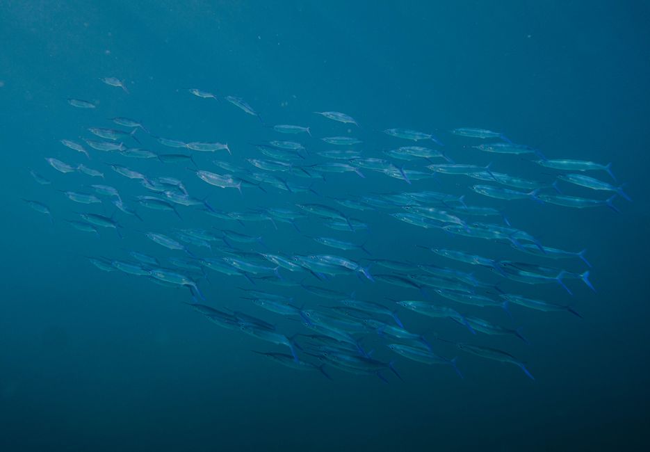 A captivating view of a shoal of fish swimming gracefully underwater in the clear blue Hawaiian waters.