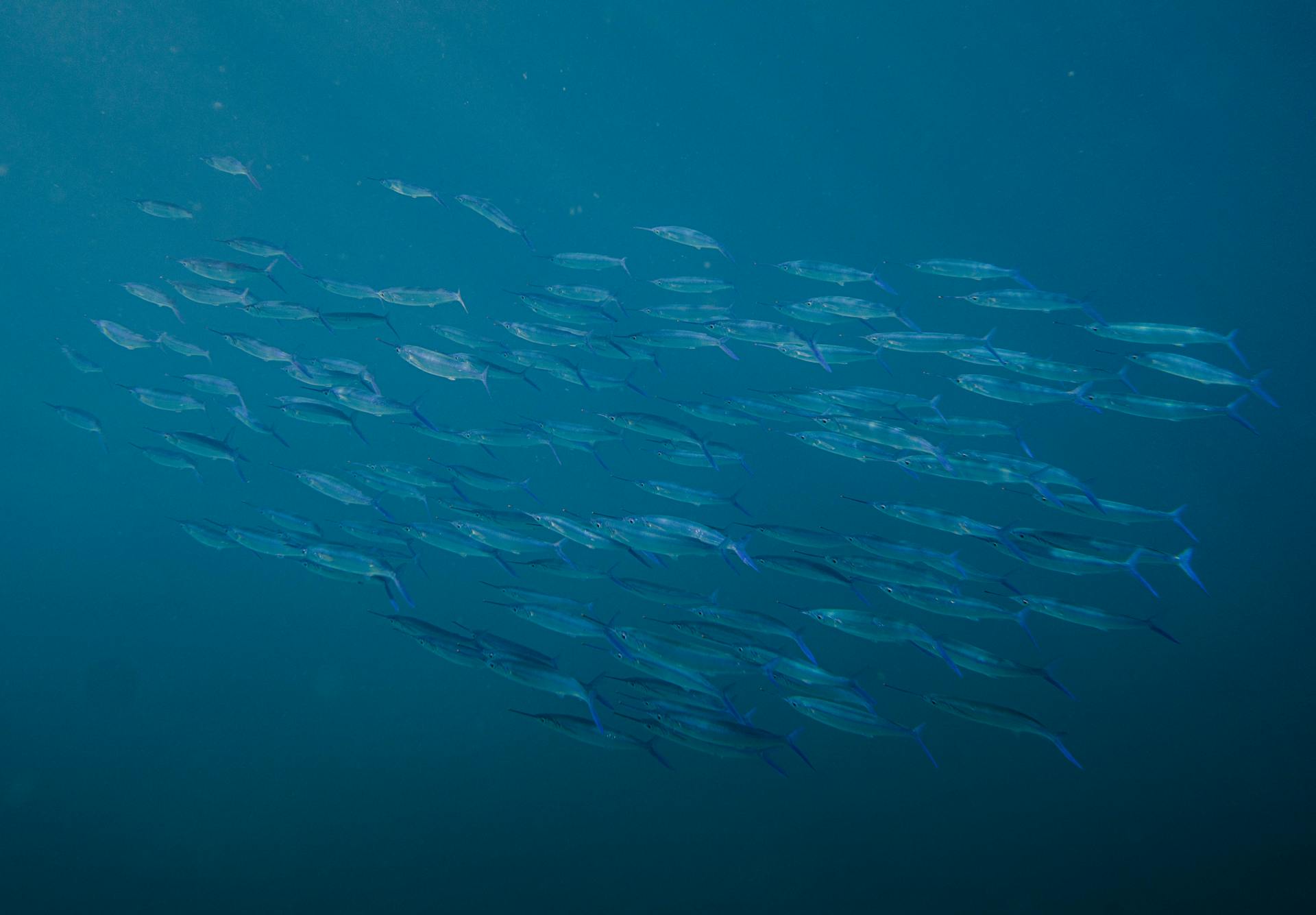 A captivating view of a shoal of fish swimming gracefully underwater in the clear blue Hawaiian waters.