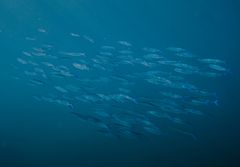 Apollonas Reef