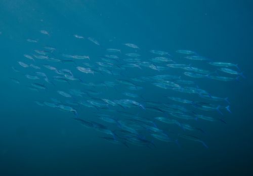 Free A captivating view of a shoal of fish swimming gracefully underwater in the clear blue Hawaiian waters. Stock Photo
