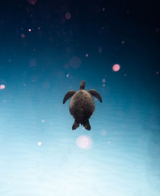 A calming view of a sea turtle gliding through clear blue waters of Hawaii, USA.