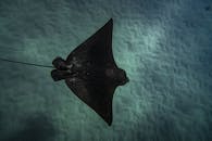 鹰射线在夏威夷海底游泳，展示大自然之美