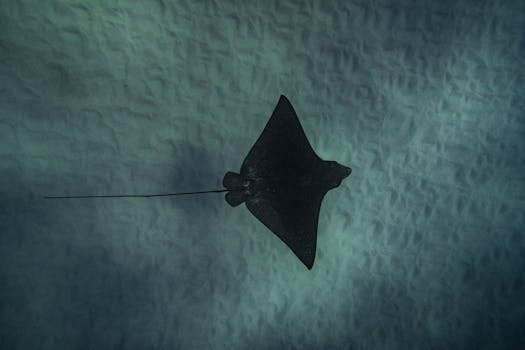 A majestic eagle ray swimming gracefully in the clear Hawaiian waters.