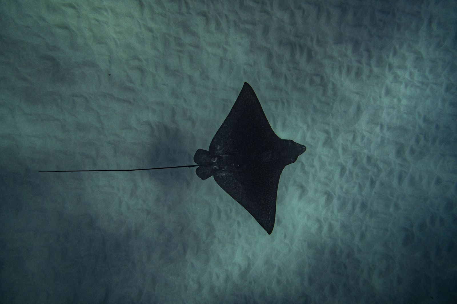 Ray Alley