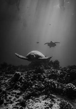 Photo by Daniel Torobekov An underwater scene of a sea turtle swimming above a coral reef in Hawaii.