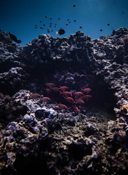 Photo by Daniel Torobekov Underwater scene featuring vibrant coral reef and colorful fish in Hawaii's ocean.