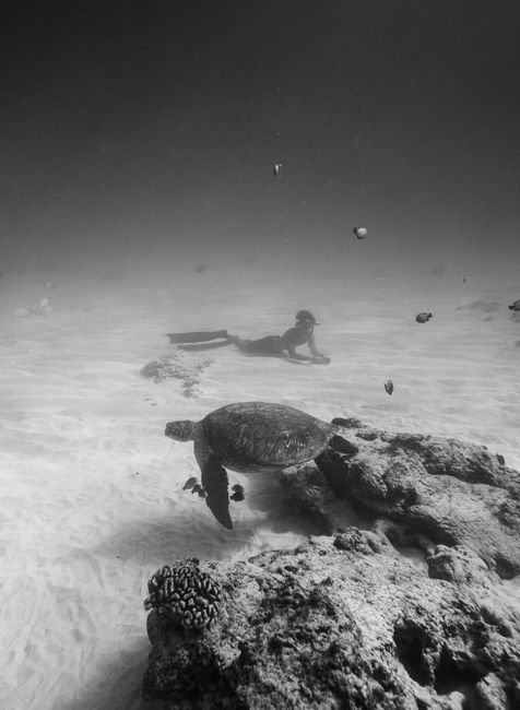 Diver explores ocean floor alongside sea turtle in Hawaii.