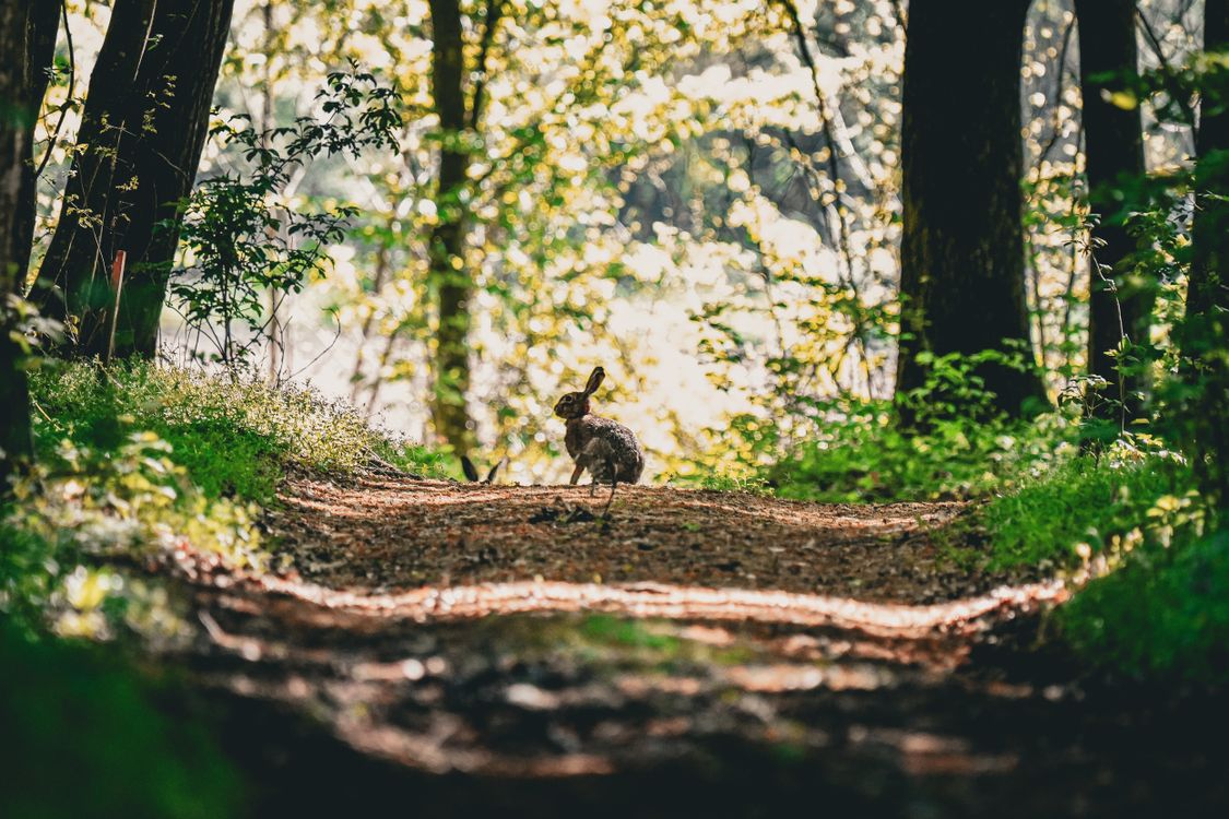 Rabbit Path Wild Rabbit in Sunlit Forest Path ยท Free Stock Photo
