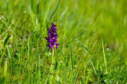 Free Beautiful purple wildflower standing in a lush green meadow, capturing the essence of nature's beauty. Stock Photo