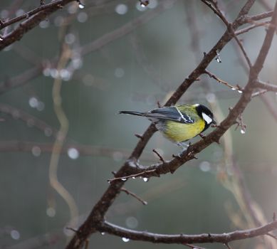 A yellow songbird perched on a wet branch in a peaceful rainy setting.