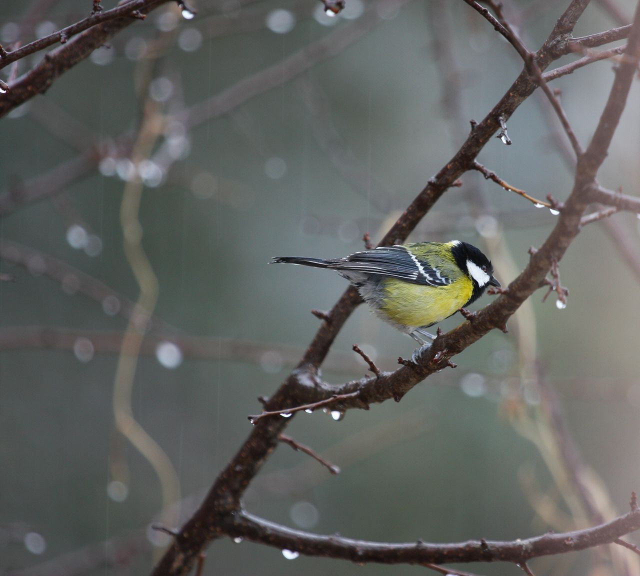 a yellow songbird perched on a wet branch in a peaceful rainy setting