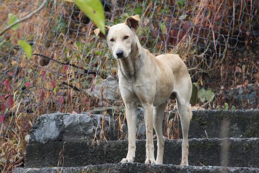 A lone dog confidently stands on stone steps surrounded by autumn foliage.