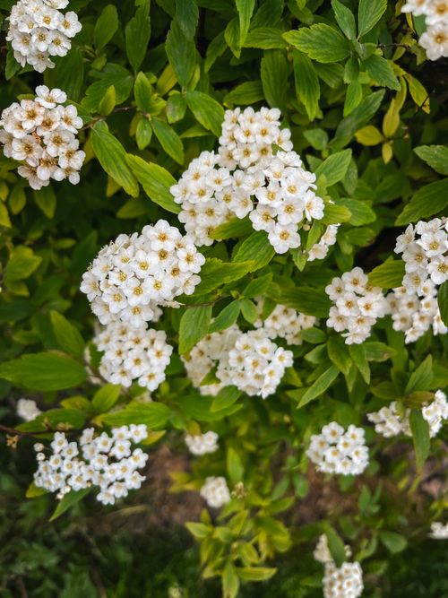 Free Detailed close-up of vibrant white spiraea flowers amidst lush green foliage, thriving in nature. Stock Photo