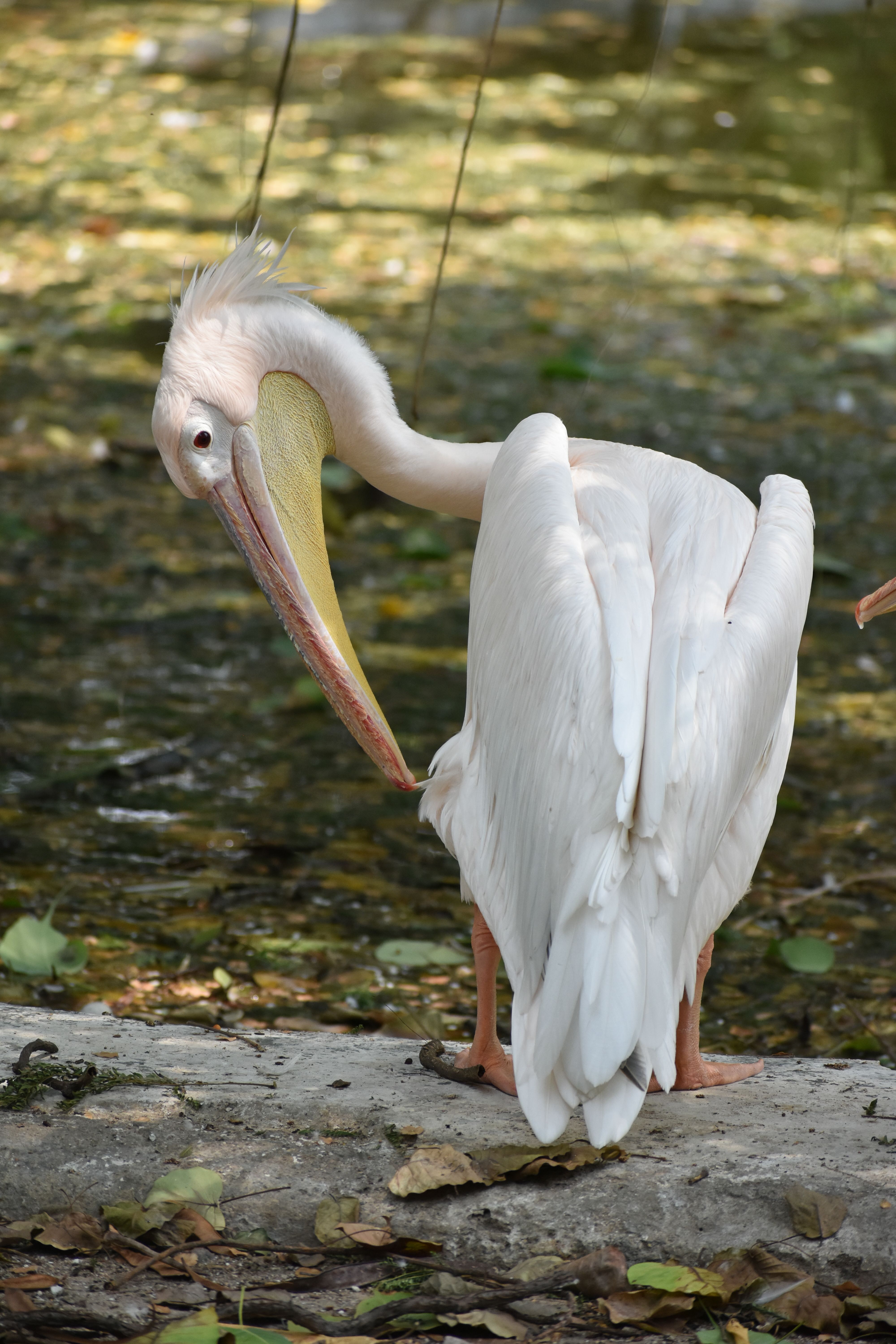 African Great White Pelican Photos, Download The BEST Free African