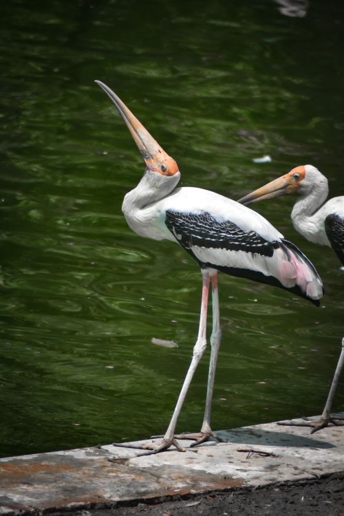 Free Two painted storks stand gracefully by a green pond, showcasing their elegant plumage. Stock Photo