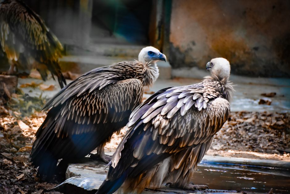 Two vultures with detailed plumage sitting outdoors, showcasing their intricate feathers.