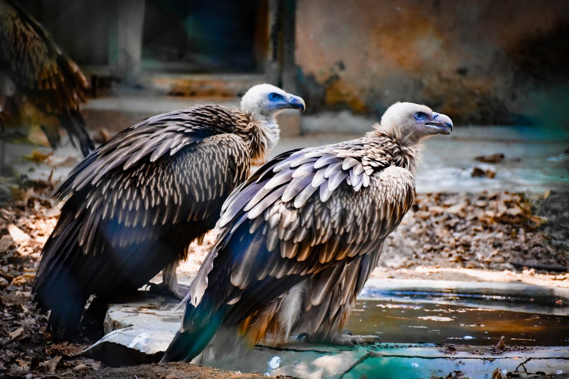 Close up Of Two Eurasian Griffon Vultures Perched Free Stock Photo close-up-of-two-eurasian-griffon-vultures-perched-free-stock-photo