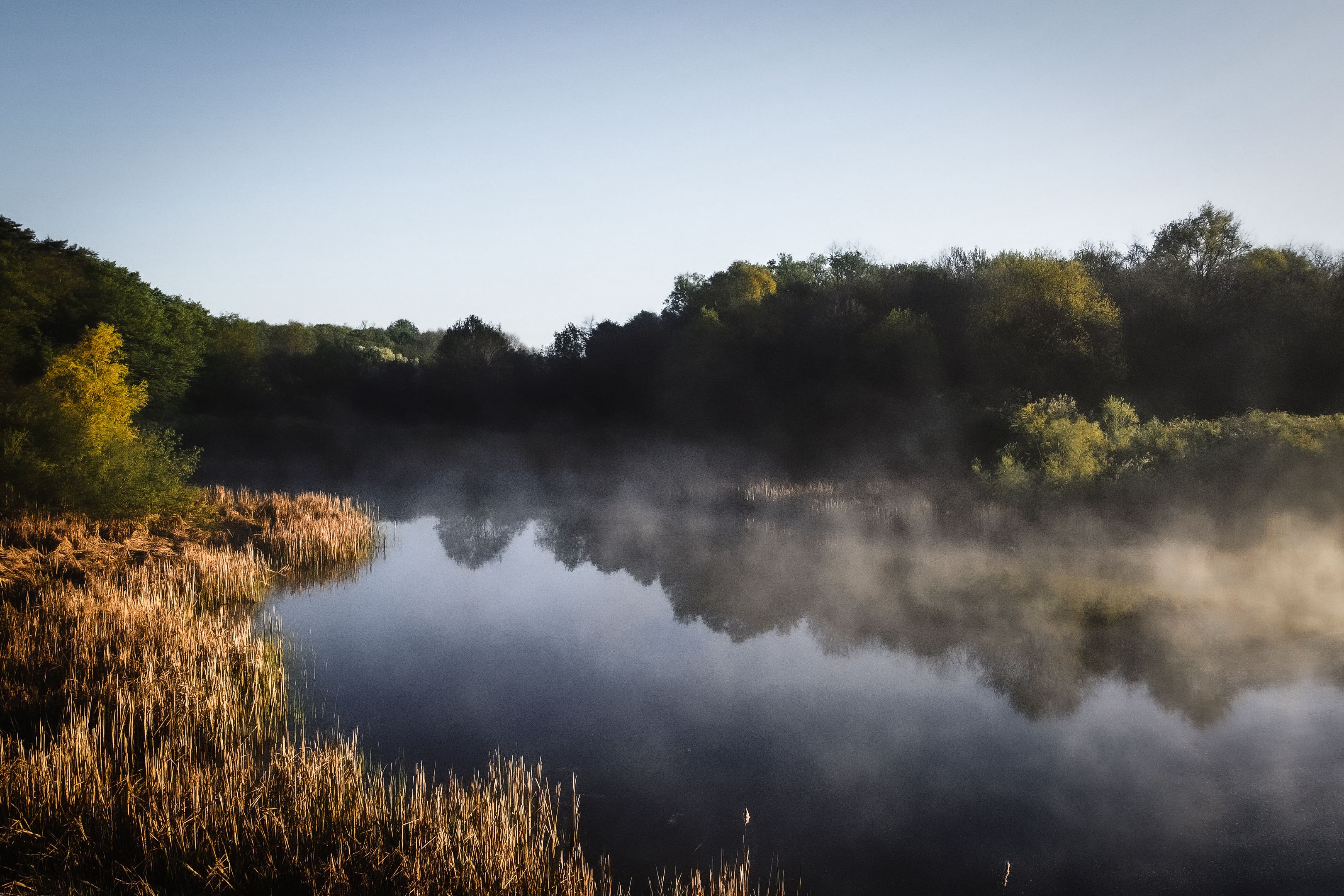 Serene Misty Morning at a Lakeside Forest · Free Stock Photo