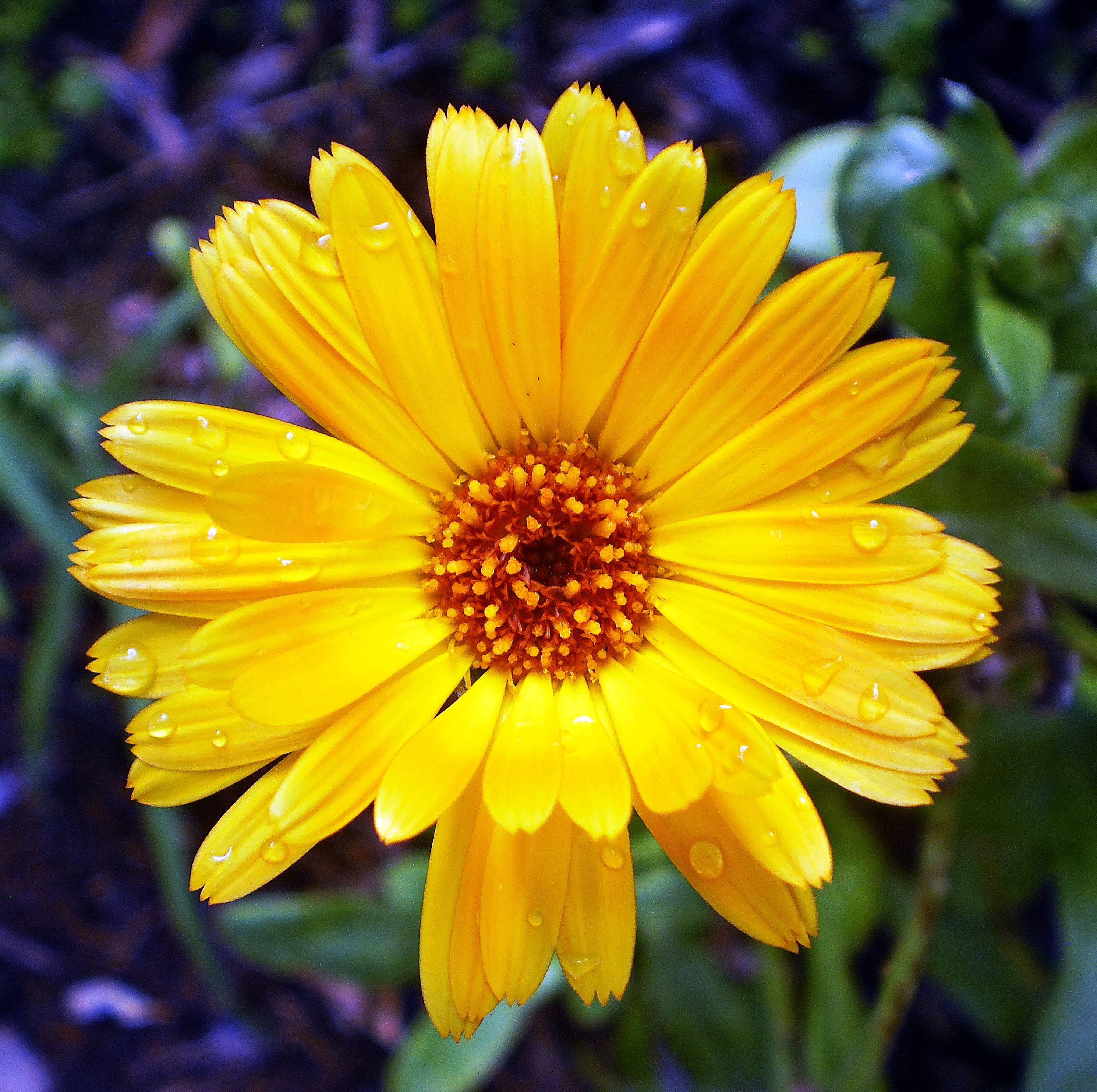 Close-up of a bright yellow calendula flower with raindrops, in Tenterfield, Australia.