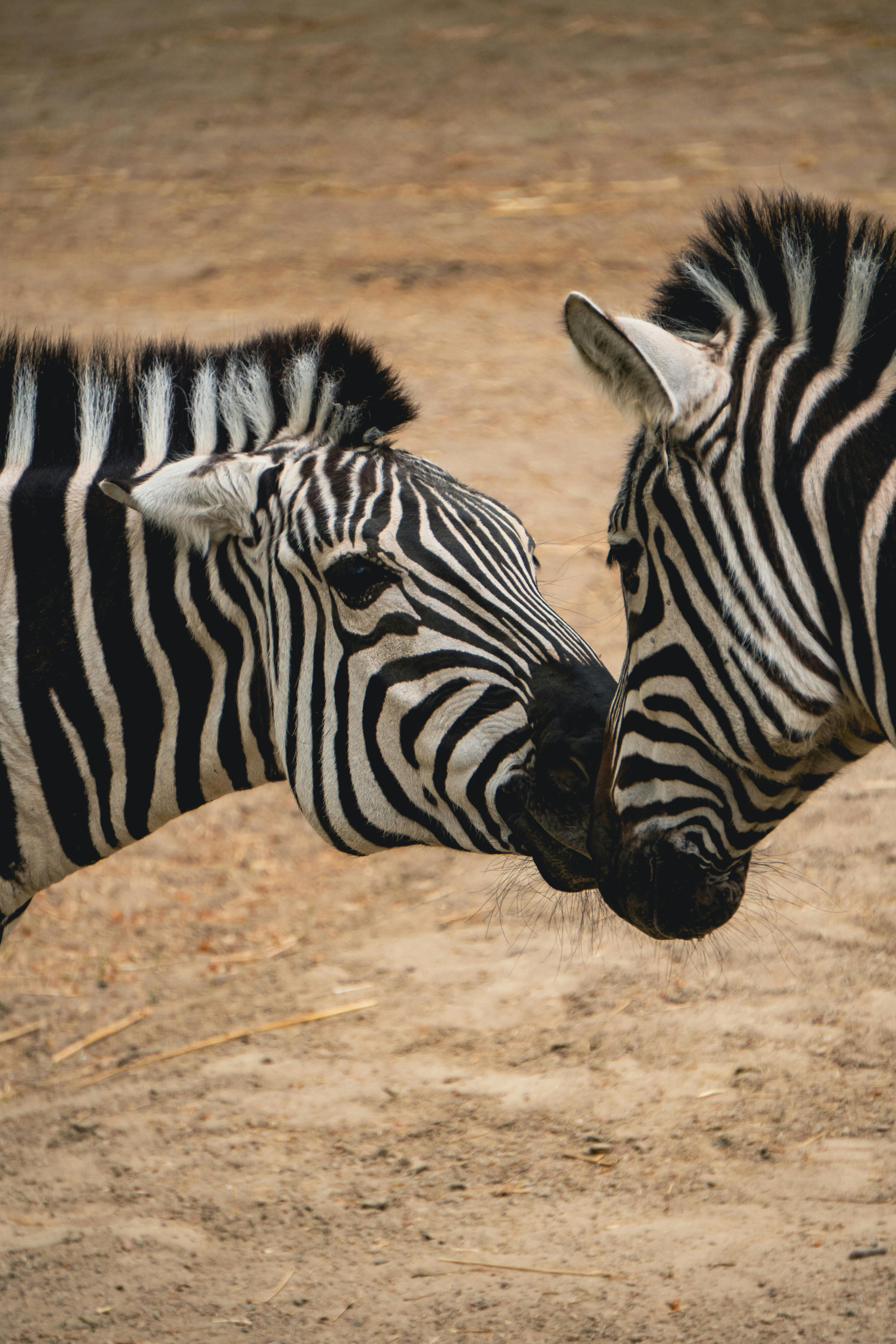 Close-up of two zebras nuzzling each other at Zoo Antwerpen, Belgium.