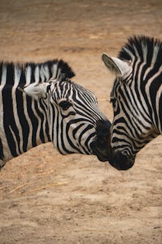 Close-up of two zebras nuzzling each other at Zoo Antwerpen, Belgium.