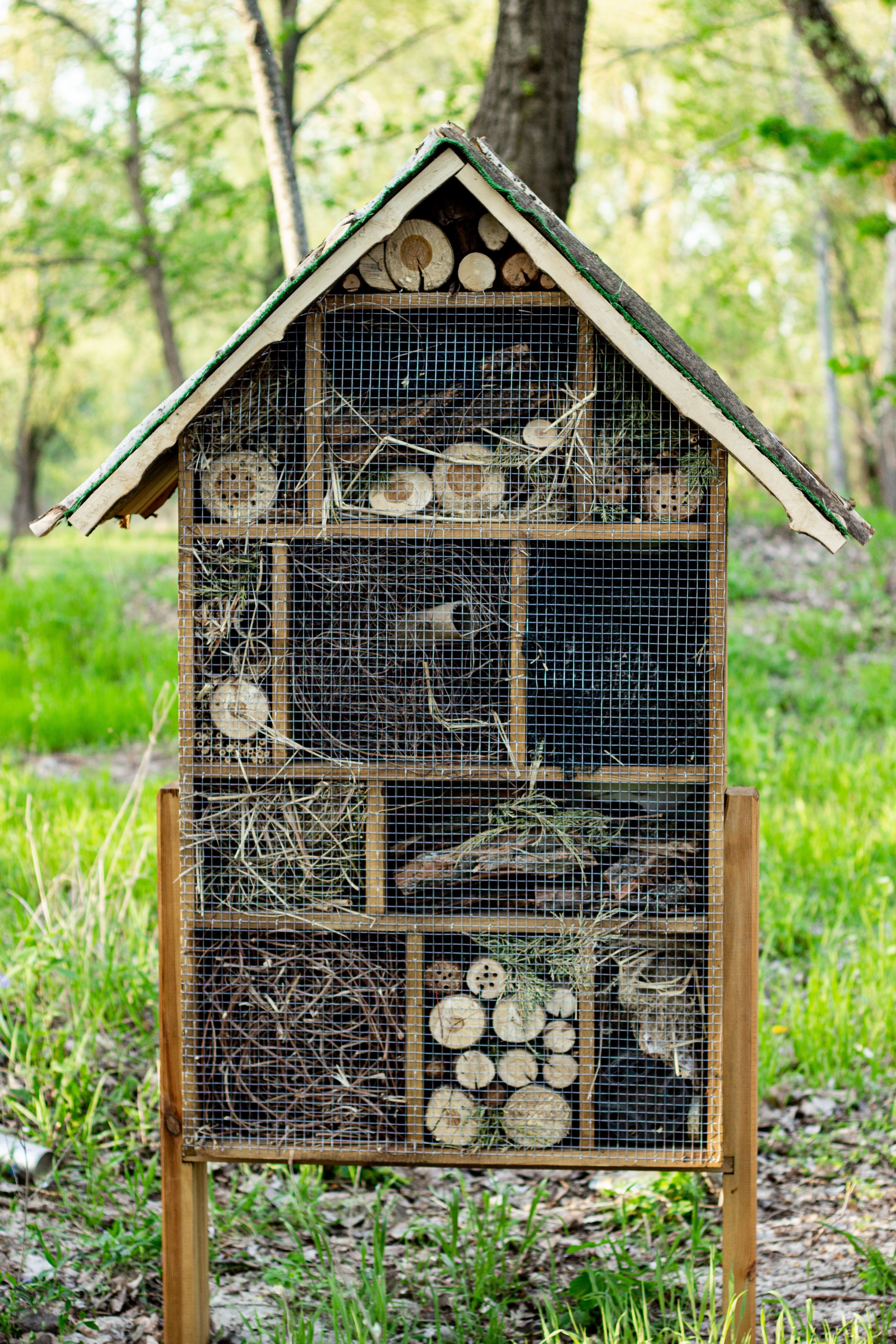 Insect Nesting Photos, Download The BEST Free Insect Nesting Stock ...