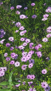 A lush field of pink wildflowers basking in the sunlight, capturing the essence of spring in Valencia, Spain.